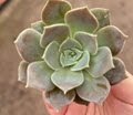 Echeveria Tangilo